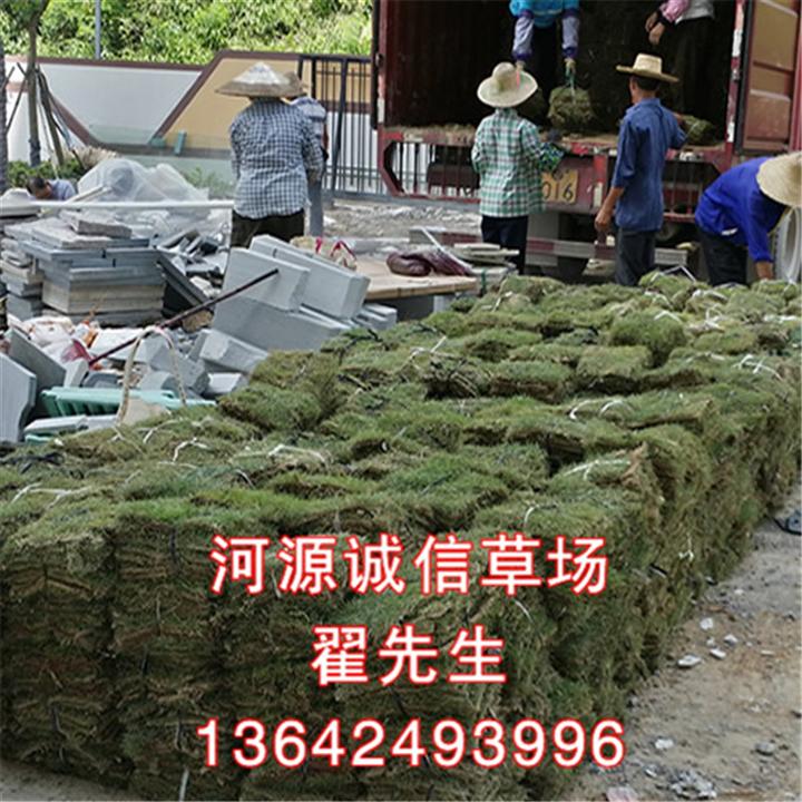 河源台湾草皮价格、龙川台湾草皮价格