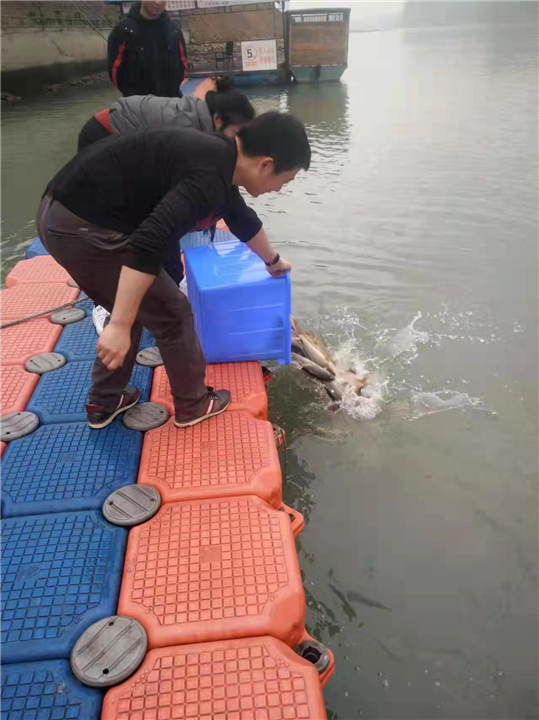 乐山黄颡鱼苗大宗淡水鱼夏花鱼苗池塘培育关键技术