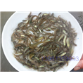 丁桂鱼苗-乐山鱼苗 