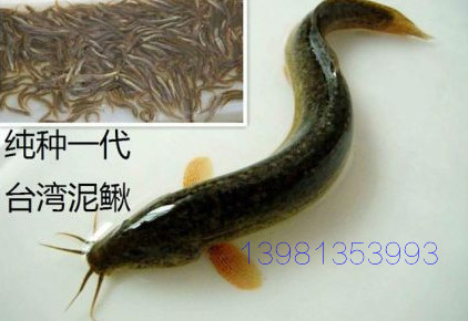 台湾泥鳅苗-乐山泥鳅苗 