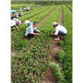 红桔苗批发|四川果苗|简阳红桔苗价格
