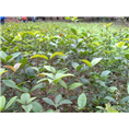 简阳桂花苗▇四川桂花苗═优质桂花苗