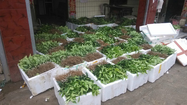 ∞四川优质柠檬苗①资阳果苗ㄨ简阳果树苗