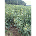 四川果树苗|四川枇杷苗基地|四川枇杷苗