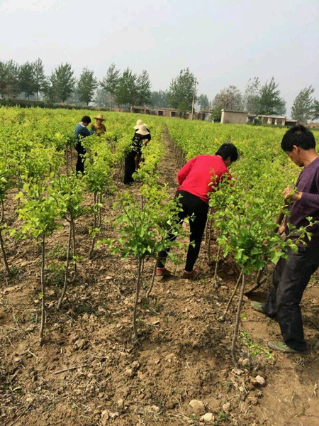 四川山楂苗|四川果树苗|四川果苗批发