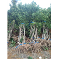 简阳果苗|四川杨梅苗批发|四川资阳果苗