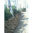 卐四川绿化苗红叶石楠々简阳绿化苗种植基地