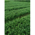 四川杉苗批发|资阳绿化苗|简阳苗木基地