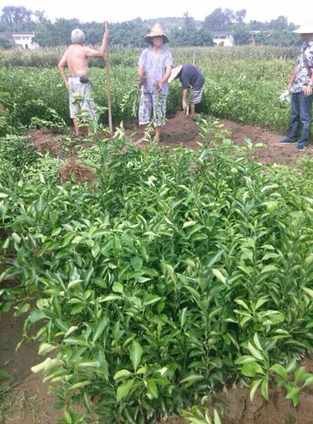 四川果树苗|简阳果苗|四川柠檬苗批发