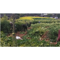 四川红心柚子苗➵资阳果树苗➶简阳果树苗