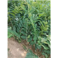 优质板栗苗批发|四川果苗|板栗苗价格