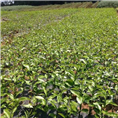 四川果树苗▶简阳果树苗►资阳柚子苗批发
