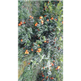 玫瑰香柑苗批发|四川果苗|玫瑰香柑苗价格