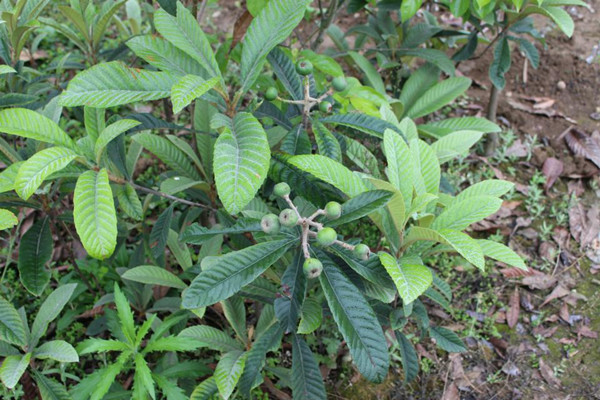 简阳果树苗↘四川枇杷苗↙资阳果苗批发