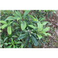 简阳果树苗↘四川枇杷苗↙资阳果苗批发