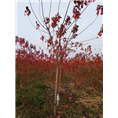 四川绿化苗木基地∮美国红枫种植基地∝绿化苗