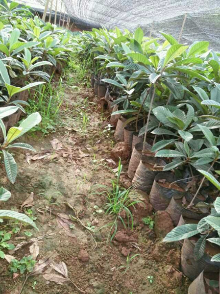 四川果树苗☢资阳果树苗☠简阳枇杷苗