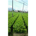 简阳柠檬苗|四川果树苗|四川柠檬苗价格