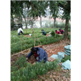 马尾松苗价格|马尾松苗批发|四川绿化苗