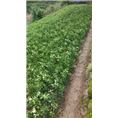 简阳柠檬苗|四川果树苗|四川柠檬苗价格