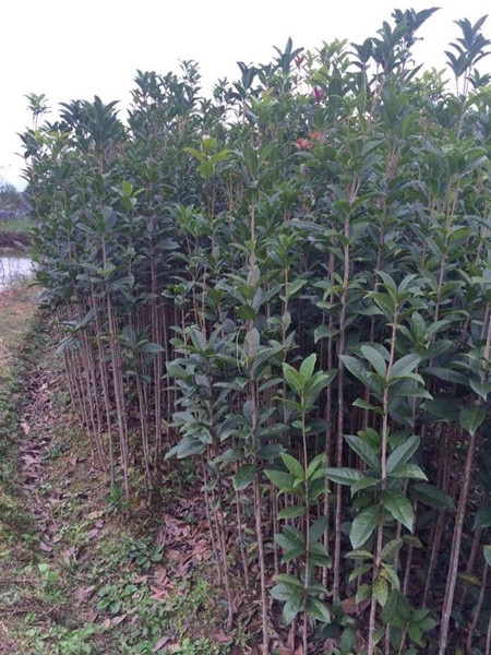 四川桂花苗|优质桂花苗|桂花苗批发