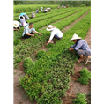 红桔苗批发|四川果苗|简阳红桔苗价格