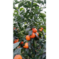 玫瑰香柑苗批发|四川果苗|玫瑰香柑苗价格