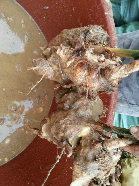 麻竹批发|麻竹价格|四川麻竹|资阳麻竹