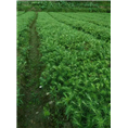 四川杉苗批发|资阳绿化苗|简阳苗木基地
