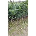 玫瑰香柑苗批发|四川果苗|玫瑰香柑苗价格