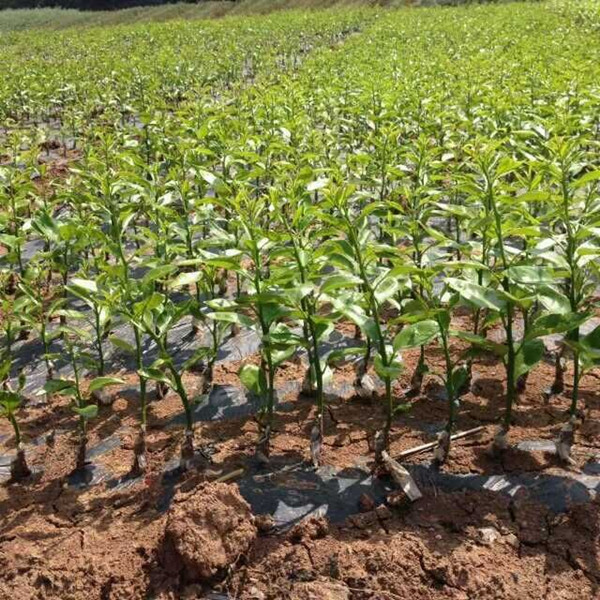 ∮四川果树苗〓青见苗种植基地※青见苗