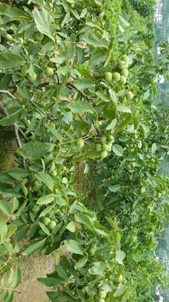 简阳振声果苗场|四川果树苗|四川核桃苗