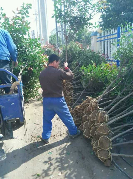 Ψ简阳绿化苗∪资阳绿化苗∩红叶石楠价格