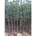 四川桂花苗|优质桂花苗|桂花苗批发