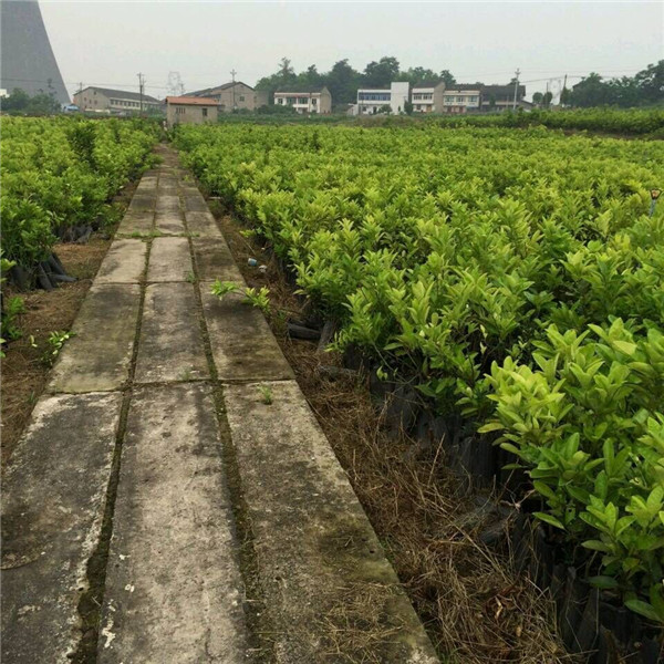 四川果树苗|优质柚子苗批发|四川果苗价格