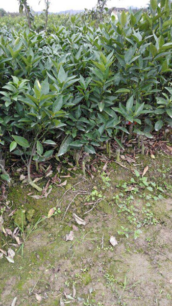 玫瑰香柑苗批发|四川果苗|玫瑰香柑苗价格