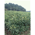 四川果树苗|四川枇杷苗基地|四川枇杷苗