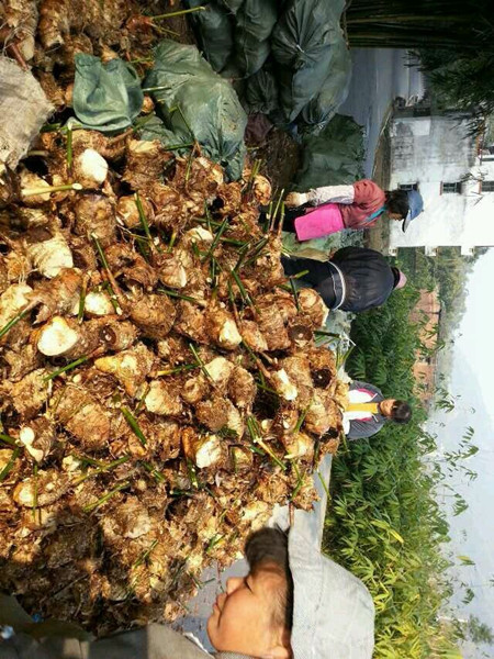 四川绿化苗|优质麻竹价格|麻竹批发|苗木
