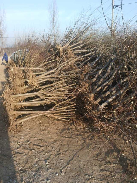 四川桃苗批发|四川果树苗|桃树苗批发价格