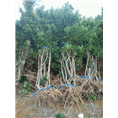 四川杨梅苗※杨梅苗批发※四川果树苗 