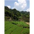 四川绿化苗批发|马尾松苗价格|资阳绿化苗