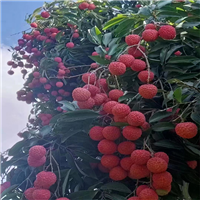 广西桂林绿化果苗
