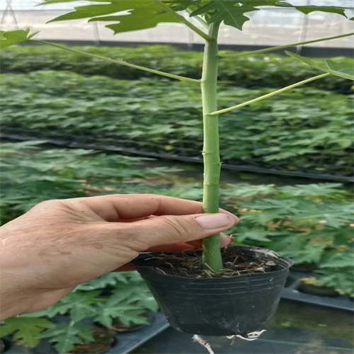 广西果苗批发网