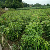 广西灵山苗场