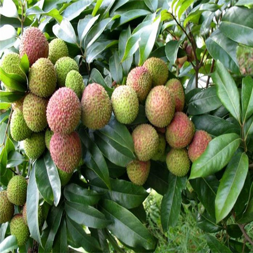灵山桂味荔枝苗基地 