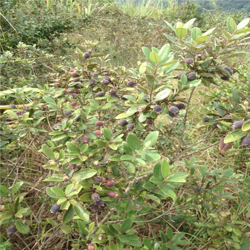 广西捻子果苗直销基地 
