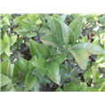 茂谷柑果苗 