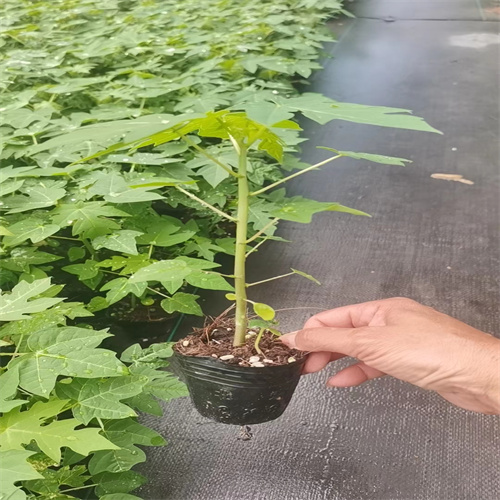 广西南宁果苗树苗批发市场