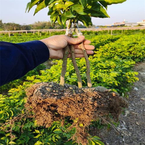 广西果苗批发网