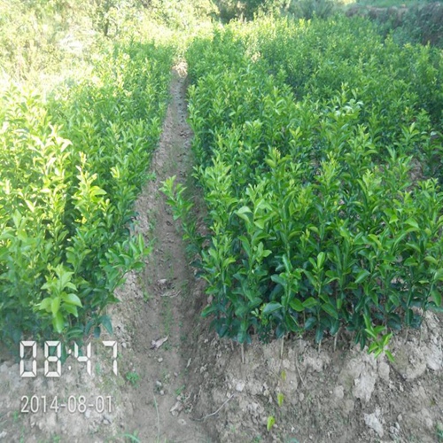 广西荔浦果苗基地 